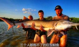 鲨鱼最新爆料消息在哪看,揭秘独家观看渠道